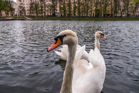 Two graceful white swans swim in the pond in city park. The mute swan, Cygnus olorの写真素材