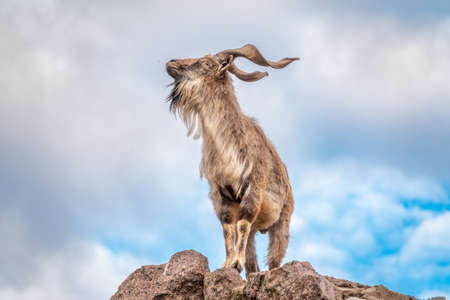 Markhor, Capra falconeri, wild goat native to Central Asia, Karakoram and the Himalayas standing on rock on blue sky background. Males have tightly curled, corkscrew-like horns, up to 160 cm longの写真素材