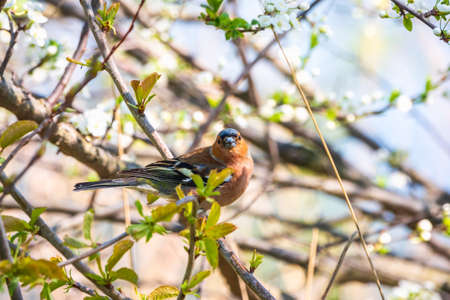 Common chaffinch sits on a branch in spring on green background. Beautiful songbird Common chaffinch in wildlife. The common chaffinch or simply the chaffinch, latin name Fringilla coelebs.の写真素材