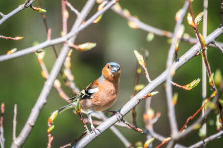 Common chaffinch sits on a branch in spring on green background. Beautiful songbird Common chaffinch in wildlife. The common chaffinch or simply the chaffinch, latin name Fringilla coelebs.の写真素材