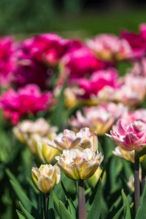Beautiful pink and white tulips flower bed in the green spring garden. Natural sprintime background.の写真素材
