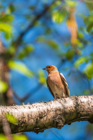 Common chaffinch sits on a branch in spring on green background. Beautiful songbird Common chaffinch in wildlife. The common chaffinch or simply the chaffinch, latin name Fringilla coelebs.の写真素材
