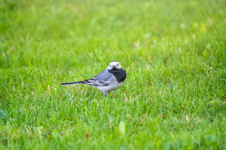 Cute bird white wagtail, Motacilla alba standing on a green lawn in spring. The white wagtail is a small passerine bird in the family Motacillidaeの写真素材