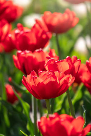 Colorful red tulips blossom in spring. Natural sprintime background.の写真素材