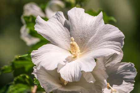 White flowers of Hibiscus grandiflorus, the swamp rosemallow. Close-up of a crimsoneyed rosemallow flowerの写真素材