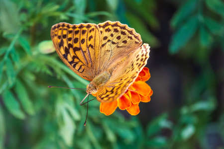 The dark green fritillary butterfly collects nectar on flower. Speyeria aglaja, previously known as Argynnis aglaja is a species of butterfly in the family Nymphalidae.の写真素材