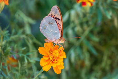 The dark green fritillary butterfly collects nectar on flower. Speyeria aglaja, previously known as Argynnis aglaja is a species of butterfly in the family Nymphalidae.の写真素材