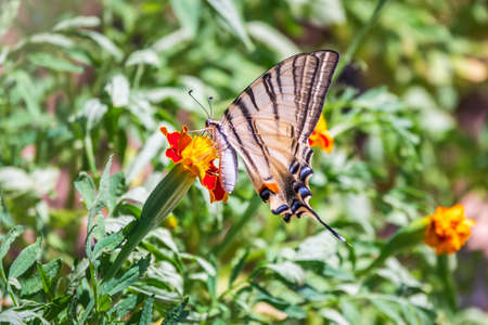 Beautiful Butterfly Scarce Swallowtail, Sail Swallowtail, Pear-tree Swallowtail, Podalirius. Butterfly sailboats family Papilionidae. Latin Iphiclides podaliriu. Butterfly collects nectar on flowerの写真素材