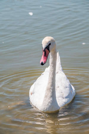 Graceful white Swan swimming in the lake, swans in the wild. Portrait of a white swan swimming on a lake. The mute swan, latin name Cygnus olor.の写真素材