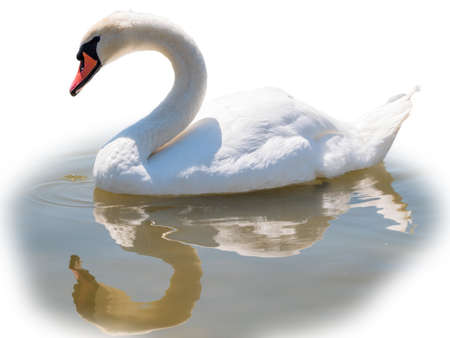 Graceful white Swan swimming in the lake, isolated on white background. Portrait of a white swan swimming on a lake. The mute swan, latin name Cygnus olor.の写真素材