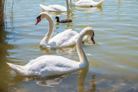A large flock of graceful white swans swims in the lake., Swans in the wild. The mute swan, latin name Cygnus olor.の写真素材