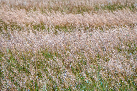 Green grass with seeds on curved stems in light wind. Slightly blurred close up with selective focus. Natural background with copy spaceの写真素材