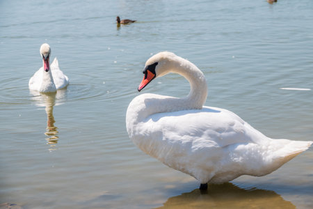 Graceful white Swan with a red beak stands on the bank of a pond. The mute swan, latin name Cygnus olor.の写真素材