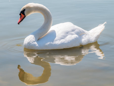 Graceful white Swan swimming in the lake, swans in the wild. Portrait of a white swan swimming on a lake. The mute swan, latin name Cygnus olor.の写真素材