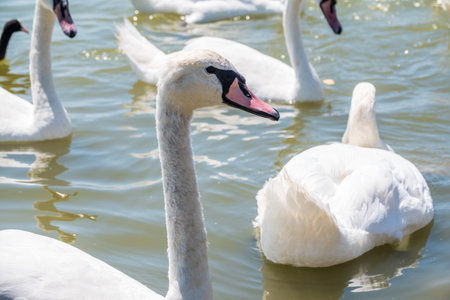 Portrait of a graceful white swan with long neck on blue water background. The mute swan, Cygnus olorの写真素材