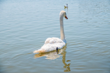 Graceful white Swan swimming in the lake, swans in the wild. Portrait of a white swan swimming on a lake. The mute swan, latin name Cygnus olor.の写真素材