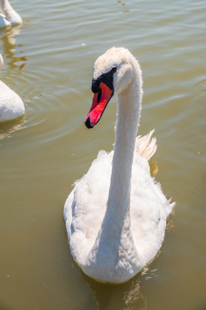 Graceful white Swan swimming in the lake, swans in the wild. Portrait of a white swan swimming on a lake. The mute swan, latin name Cygnus olor.の写真素材