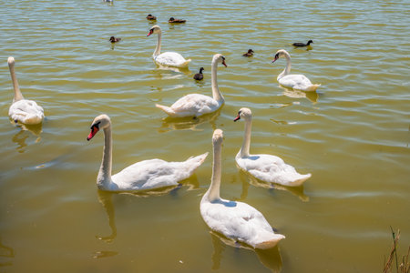 A large flock of graceful white swans swims in the lake., Swans in the wild. The mute swan, latin name Cygnus olor.の写真素材