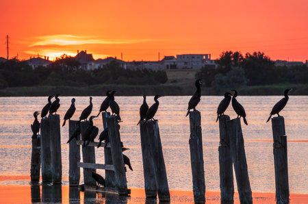 Beautiful red and orange sunset over sea, the sun goes down over sea. Dramatic Sunset Sky. A flock of cormorants sits on old sea pier in orange sunset light. The great cormorant, Phalacrocorax carboの写真素材