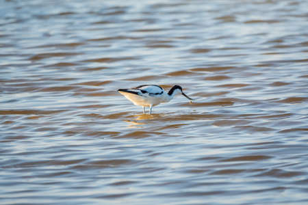 Water bird pied avocet, Recurvirostra avosetta, feeding in the lake. The pied avocet is a large black and white wader with long, upturned beak and long, bluish legsの写真素材