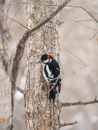 Little woodpecker sits on a tree trunk. A woodpecker obtains food on a large tree with snow in winter The great spotted woodpecker, Dendrocopos majorの写真素材
