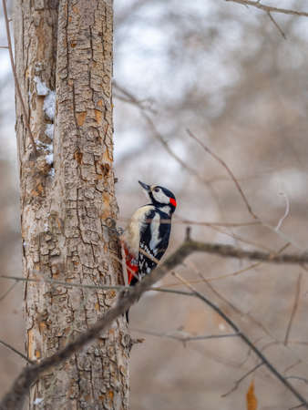 Little woodpecker sits on a tree trunk. A woodpecker obtains food on a large tree with snow in winter The great spotted woodpecker, Dendrocopos majorの写真素材