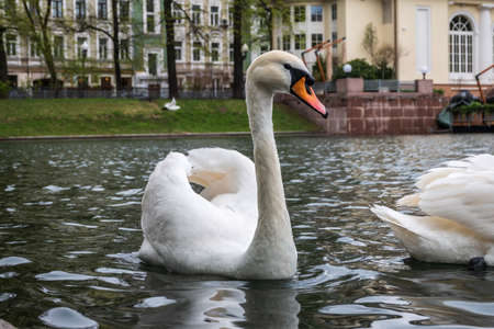 Graceful white swan swim in the pond in city park. The mute swan, Cygnus olorの写真素材
