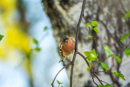 Common chaffinch sits on a branch in spring on green background. Beautiful songbird Common chaffinch in wildlife. The common chaffinch or simply the chaffinch, latin name Fringilla coelebs.の写真素材