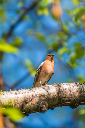 Common chaffinch sits on a branch in spring on green background. Beautiful songbird Common chaffinch in wildlife. The common chaffinch or simply the chaffinch, latin name Fringilla coelebs.の写真素材