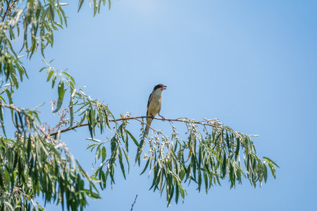 The great gray shrike, lat. Lanius excubitor, sitting on the branch with blue background. The great gray shrike is a large songbird species in the shrike familyの写真素材