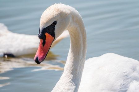 Portrait of a graceful white swan with long neck on blue water background. The mute swan, Cygnus olorの写真素材