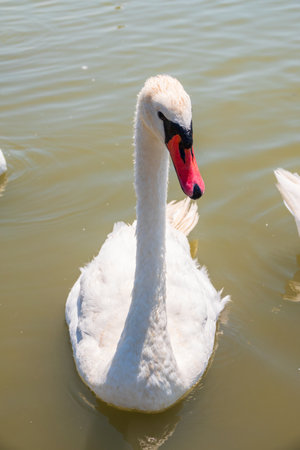 Graceful white Swan swimming in the lake, swans in the wild. Portrait of a white swan swimming on a lake. The mute swan, latin name Cygnus olor.の写真素材
