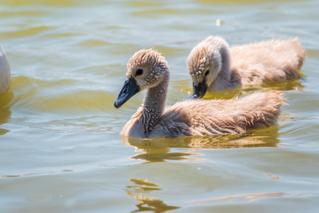 Beautiful baby cygnet mute swan fluffy gray and white chicks. Springtime new born wild swans birds in pond. Young swans swmming in a lake. The beautiful fluffy, soft and gray cygnets look adorable.の写真素材