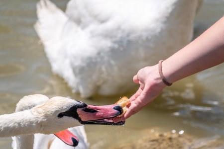 Girl feeding a mute swan in a lake from hand. Mute swan near the lake shore. Birds are not afraid of peopleの写真素材