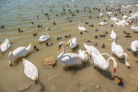A large flock of graceful white swans swims in the lake., Swans in the wild. The mute swan, latin name Cygnus olor.の写真素材