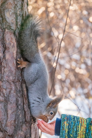 A little child in winter feeds a squirrel with a nut. Cute little boy feeding squirrel at winter parkの写真素材