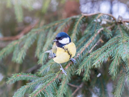 Cute bird Great tit, songbird sitting on the nice fir branch. Parus majorの写真素材