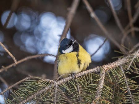 Cute bird Great tit, songbird sitting on the nice fir branch. Parus majorの写真素材