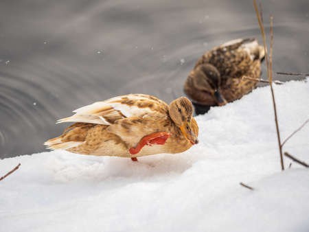 Yellow colored Mallard female Duck on the white snow background. Animal polymorphism. Portrait of a female of duck on the snow. Mallard, lat. Anas platyrhynchos, femaleの写真素材