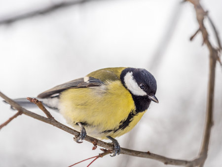 Cute bird Great tit, songbird sitting on a branch without leaves in the autumn or winter. Parus majorの写真素材