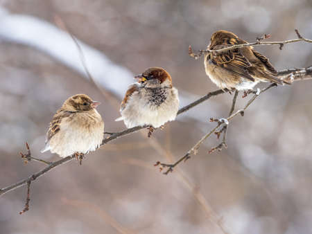 Three Sparrows sits on a branch without leaves. Sparrows on a branch in the autumn or winterの写真素材