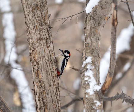 Little woodpecker sits on a tree trunk. A woodpecker obtains food on a large tree with snow in winter The great spotted woodpecker, Dendrocopos majorの写真素材