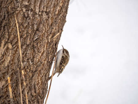 Little bird Eurasian treecreeper crawling on a tree. Cute interesting forest bird Treecreeper. Nature background. The Eurasian treecreeper or common treecreeper, lat. erthia familiarisの写真素材