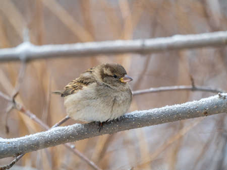 Sparrow sits on a branch without leaves. Sparrow on a branch in the autumn or winterの写真素材