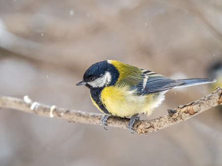 Cute bird Great tit, songbird sitting on a branch without leaves in the autumn or winter. Parus majorの写真素材