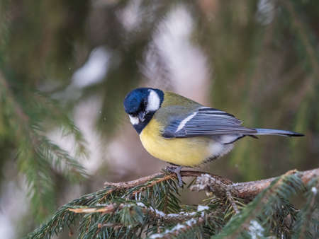 Cute bird Great tit, songbird sitting on the fir branch with snow in winter. Parus majorの写真素材