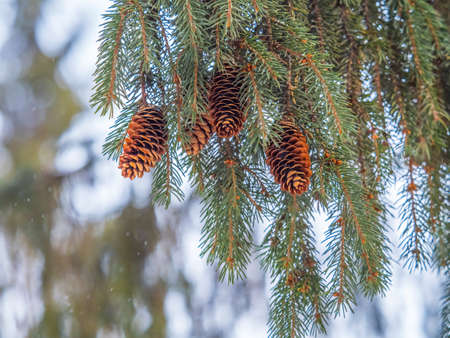 Green spruce branches with needles and many cones in winter. Many cones on spruce. Fir tree. Background image with copy space.の写真素材