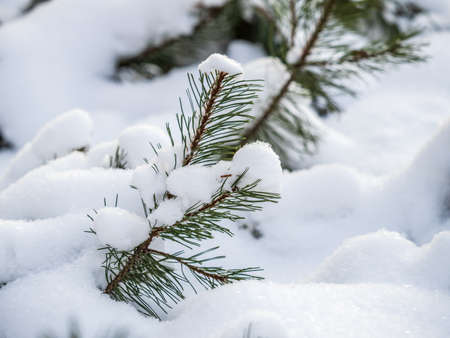Green young pine trees covered in white snow. Winter natural background.の写真素材