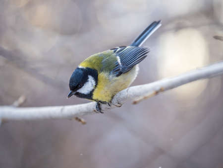 Cute bird Great tit, songbird sitting on a branch without leaves in the autumn or winter. Parus majorの写真素材