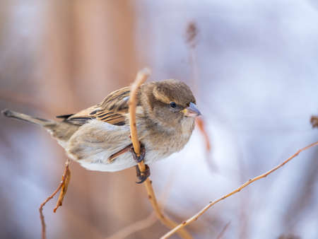 Sparrow sits on a branch without leaves. Sparrow on a branch in the autumn or winterの写真素材